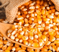 Maize