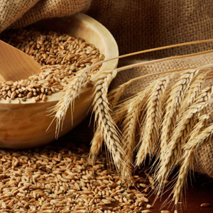 WHEAT