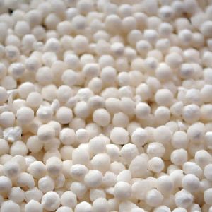 Sago Seeds